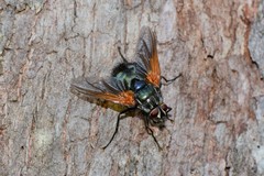 Chetogaster violacea-viridis