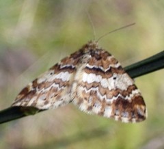Enchoria lacteata