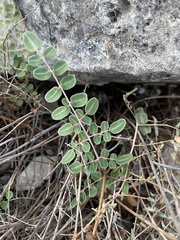 Pellaea intermedia