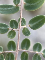 Pellaea intermedia
