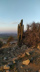 Trichocereus chiloensis chiloensis