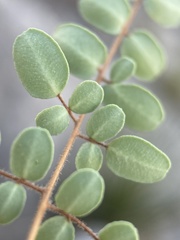 Pellaea intermedia