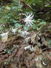 Ainsliaea latifolia
