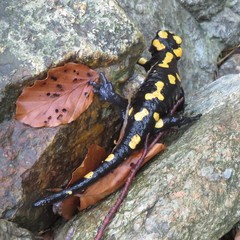 Salamandra corsica