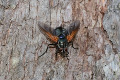 Chetogaster violacea-viridis