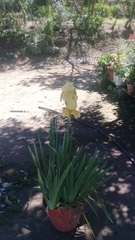 Crinum zeylanicum