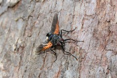 Chetogaster violacea-viridis