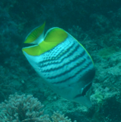 Chaetodon mertensii