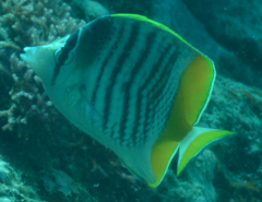 Chaetodon mertensii