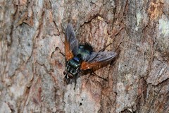 Chetogaster violacea-viridis