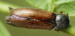 Oxygonus