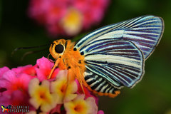 Bibasis gomata lorquini