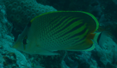 Chaetodon pelewensis