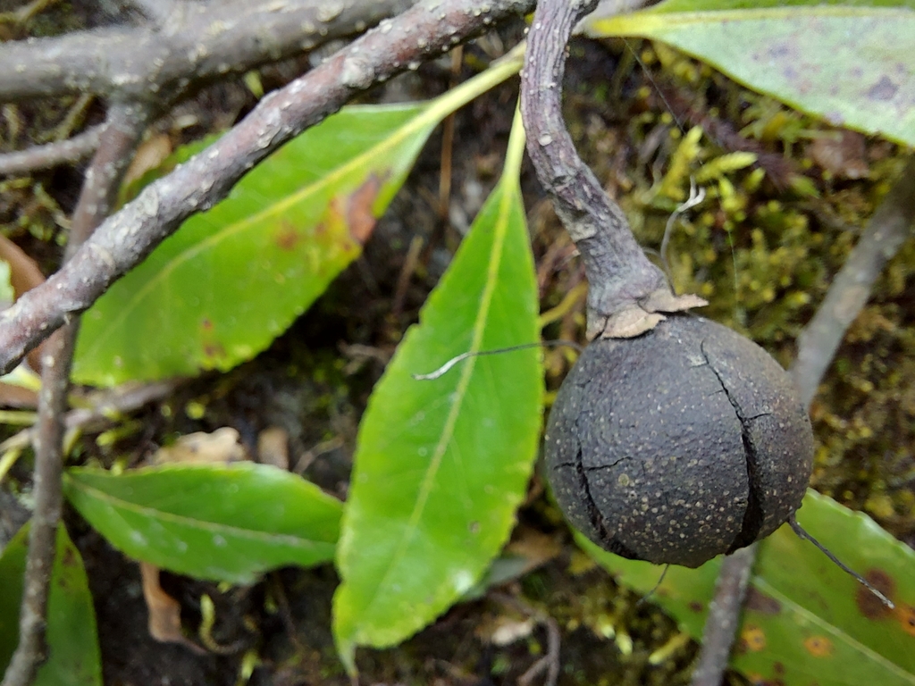 Schima khasiana (Schima khasiana)