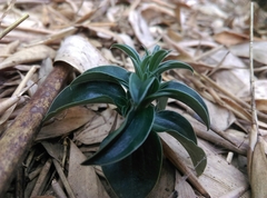 Gentiana bambuseti