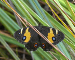 Tisiphone abeona albifascia