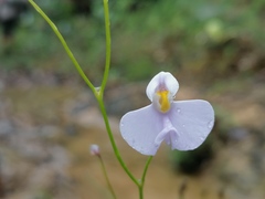 Utricularia panamensis