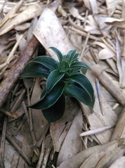 Gentiana bambuseti