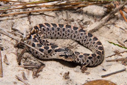 Photo of a Southern Hognose Snake (Heterodon simus)