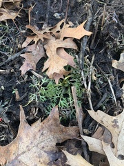 Ranunculus flabellaris