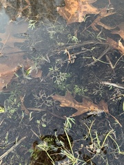 Ranunculus flabellaris