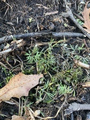 Ranunculus flabellaris