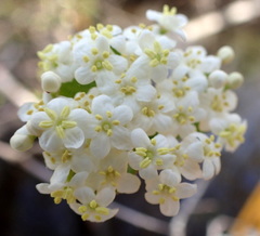 Viburnum obovatum