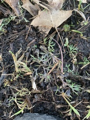 Ranunculus flabellaris