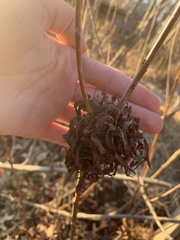 Rhopalomyia capitata