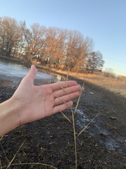 Sporobolus michauxianus