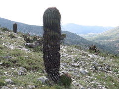 Ferocactus haematacanthus