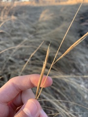 Sporobolus michauxianus