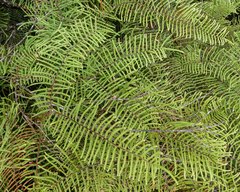 Gleichenia microphylla