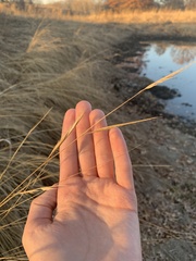 Sporobolus michauxianus