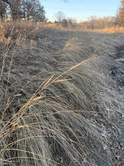 Sporobolus michauxianus