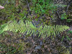 Gleichenia microphylla