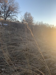 Sporobolus michauxianus