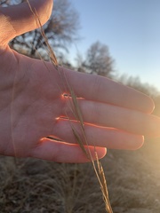 Sporobolus michauxianus