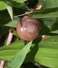 Zachrysia provisoria