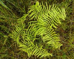 Gleichenia microphylla