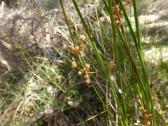 Juncus pauciflorus