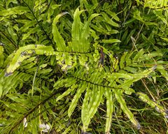Blechnum wattsii