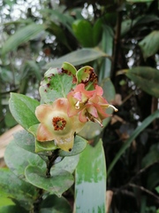 Didonica subsessilis