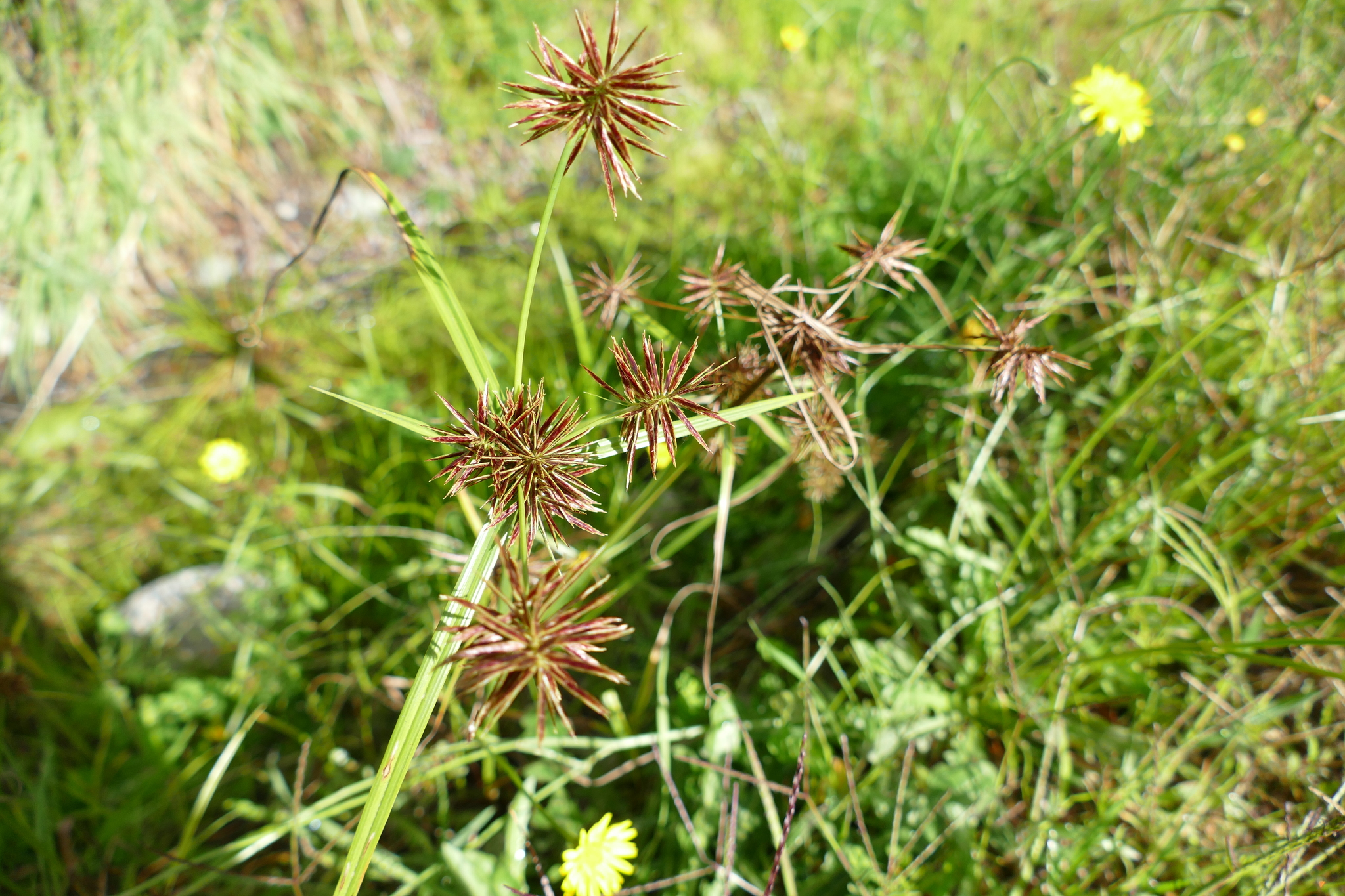 (c) cbeem, certains droits réservés (CC BY-NC) https://www.inaturalist.org/observations/71103080