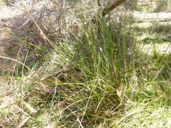 Juncus pauciflorus