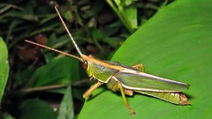 Staleochlora trilineata