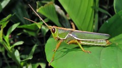 Staleochlora trilineata