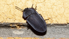 Pterohelaeus peltatus