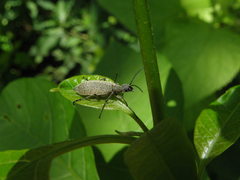 Epicauta minutepunctata