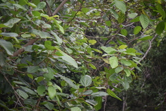 Alchornea latifolia